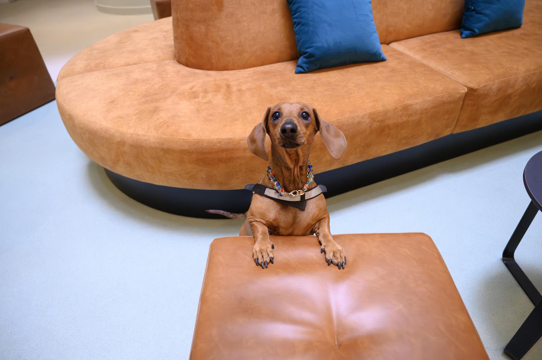 Pet Friendly (13)
