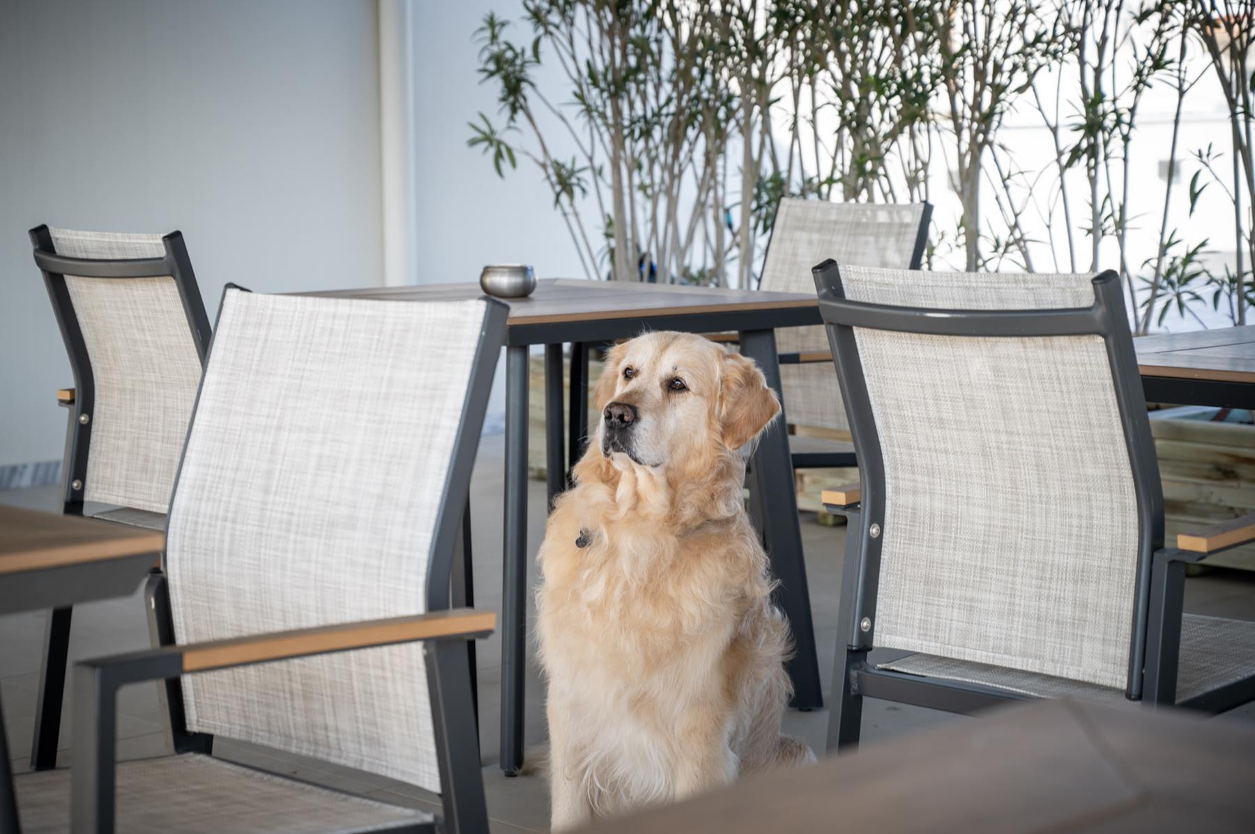 Pet Friendly (7)