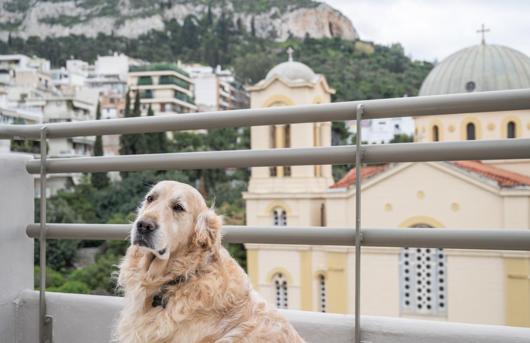 pet friendly (1)