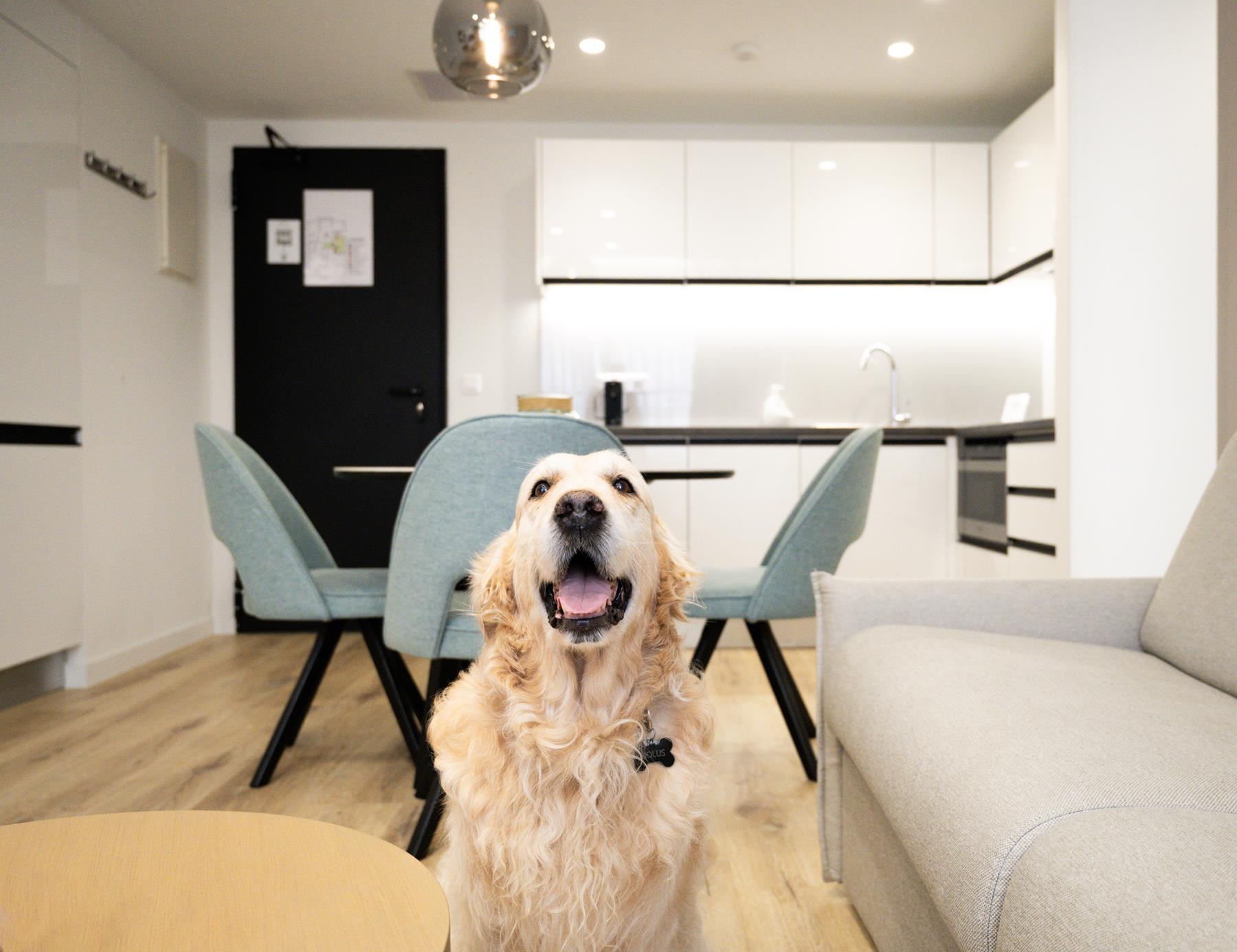 pet friendly (10)