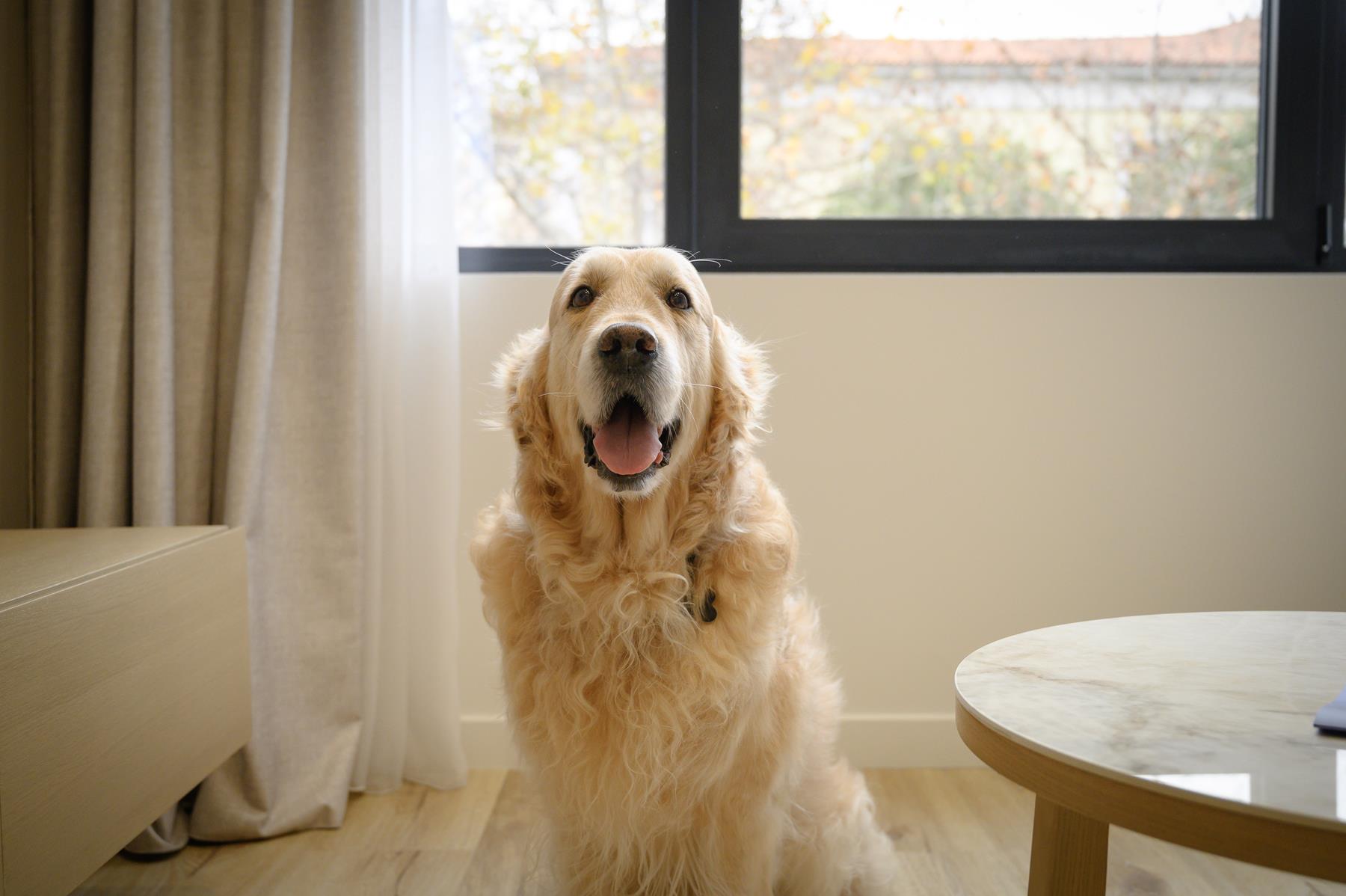 pet friendly (14)