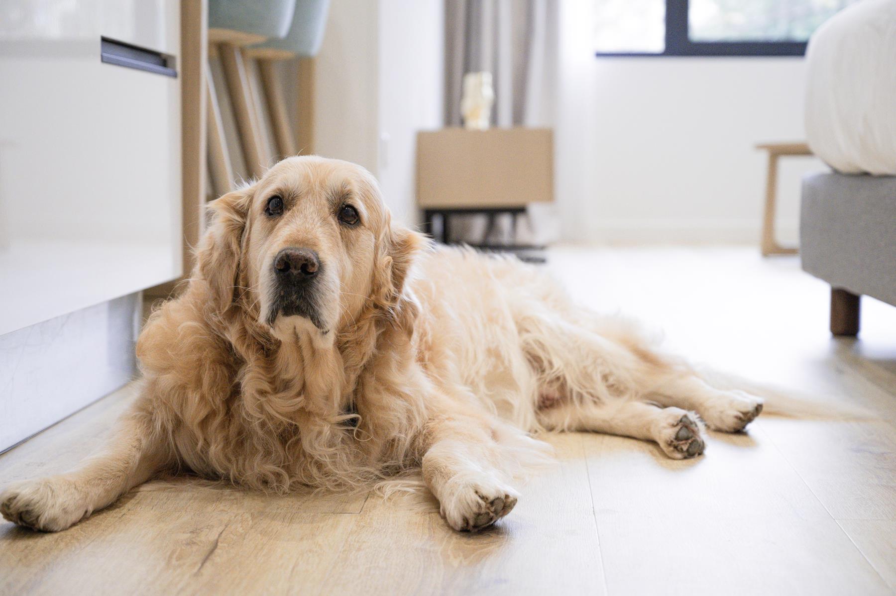 pet friendly (15)