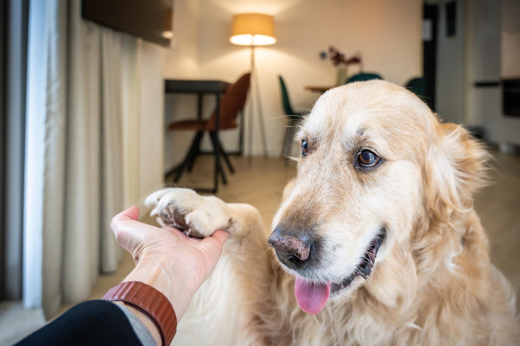 pet friendly (16)