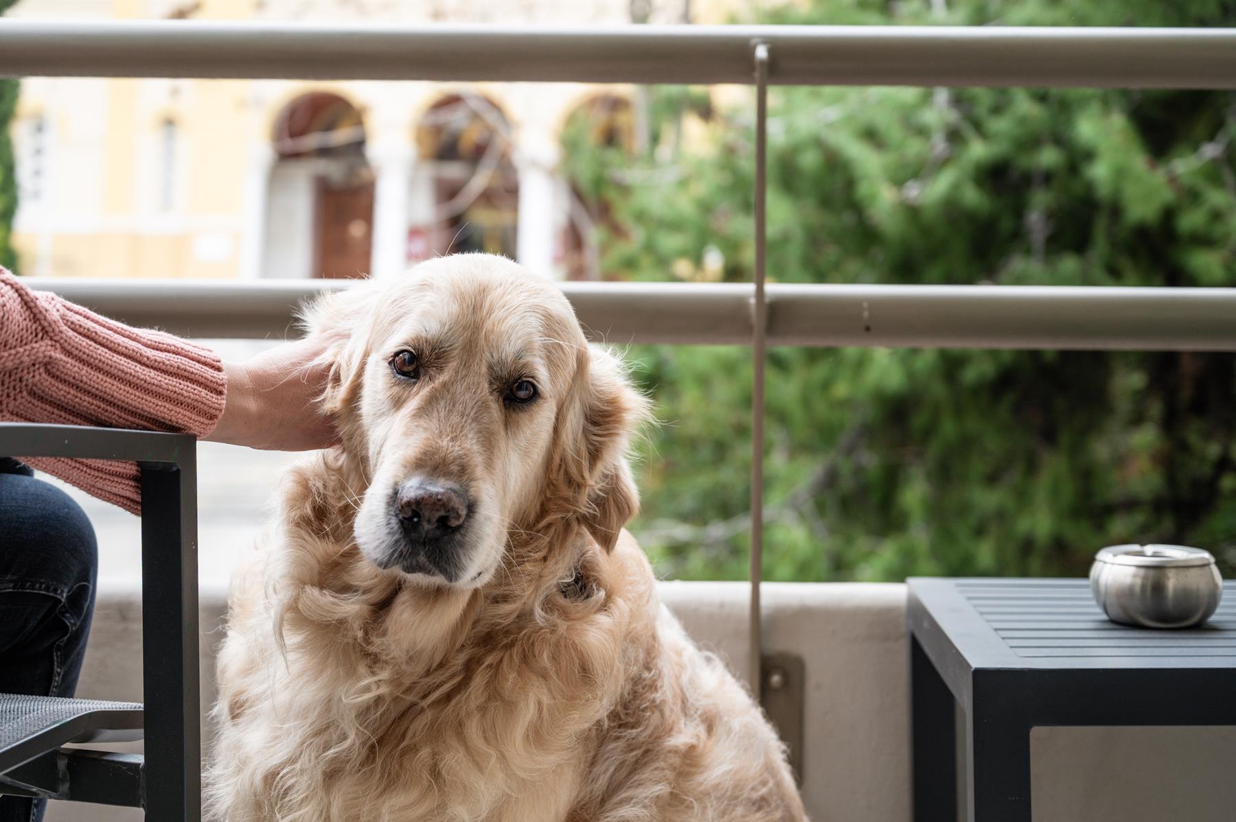 pet friendly (17)