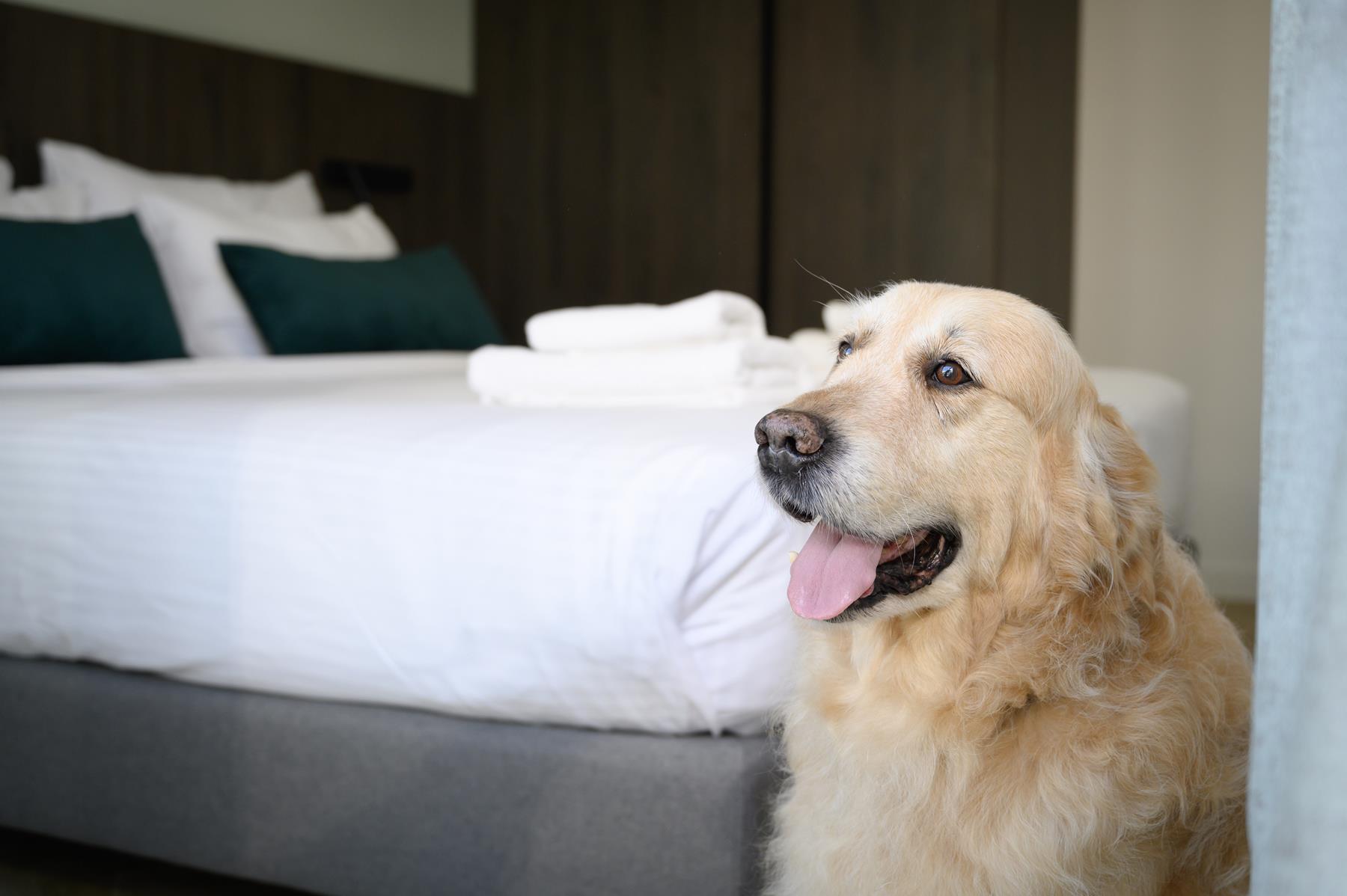 pet friendly (3)