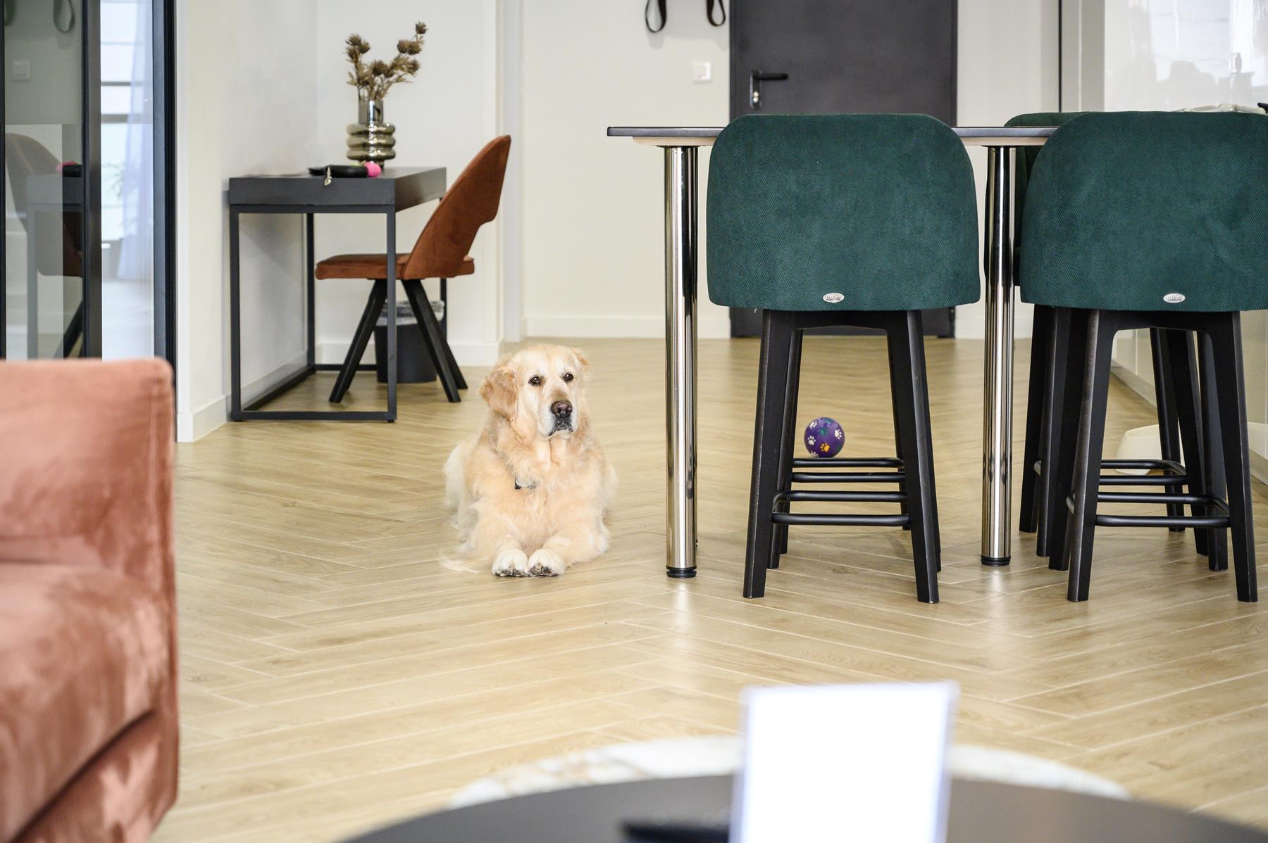 pet friendly (4)