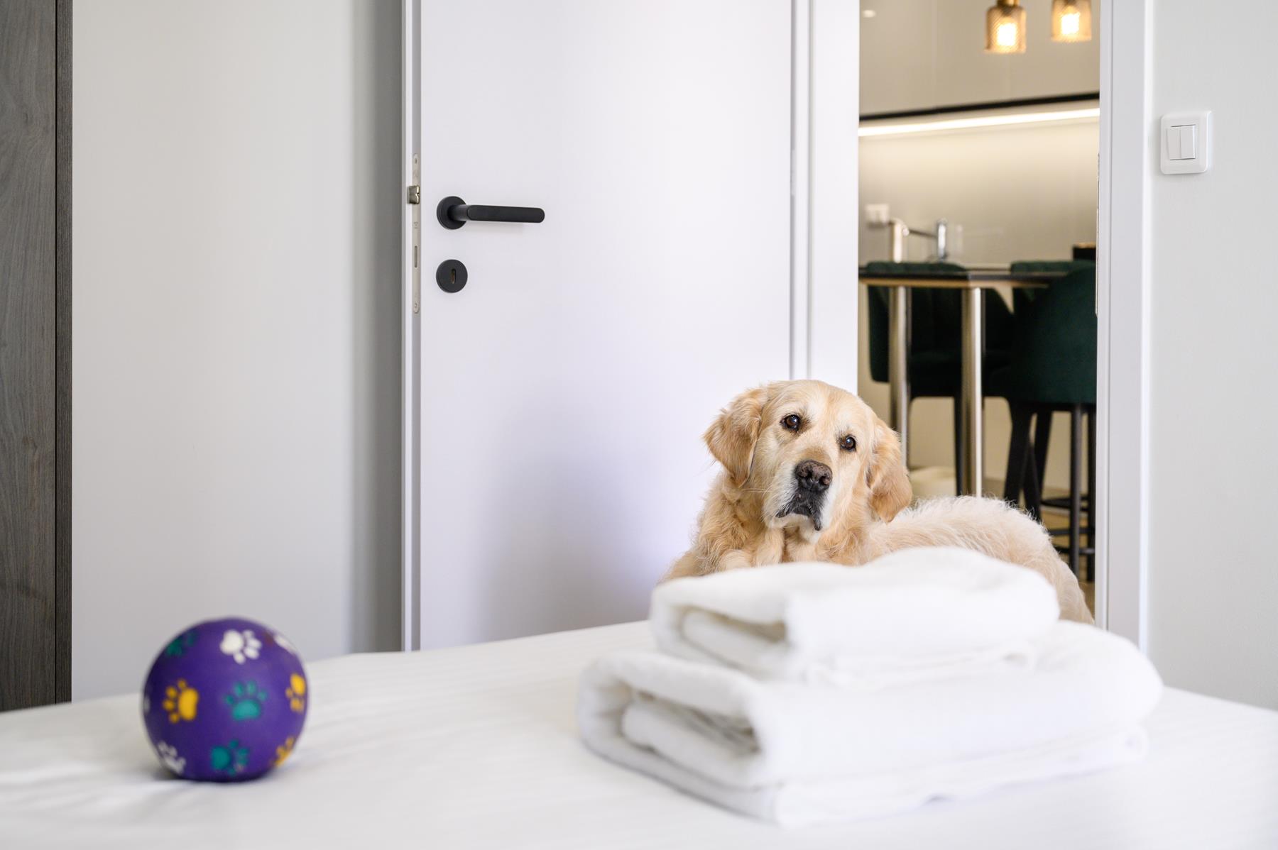 pet friendly (5)