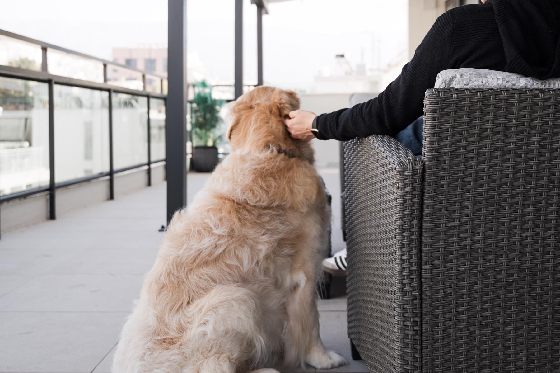 pet friendly (7)